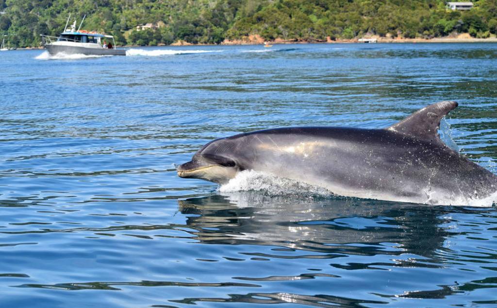 Lochmara Lodge - 20Mins By Boat From Picton Lochmara Bay Exterior foto